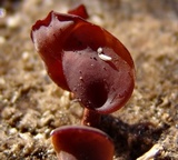 Dacryopinax elegans image