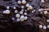 Helicogloea compressa image