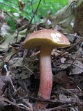 Boletus rubropunctus image