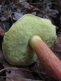 Boletus rubropunctus image