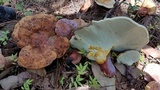 Ganoderma curtisii image