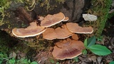 Ganoderma curtisii image