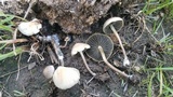 Panaeolus cyanescens image