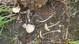 Panaeolus cyanescens image