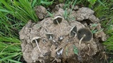 Panaeolus cyanescens image