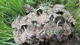 Panaeolus cyanescens image