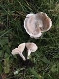 Clitocybe compressipes image
