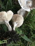 Clitocybe compressipes image