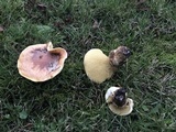 Suillus caerulescens image