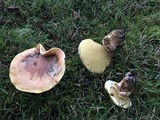 Suillus caerulescens image