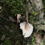 Mycena galericulata image