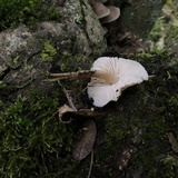 Mycena galericulata image