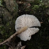Mycena galericulata image