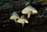 Mycena inclinata image