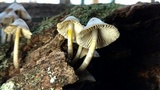 Mycena inclinata image