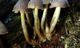 Mycena inclinata image