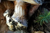 Cortinarius argenteopileatus image