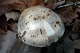 Cortinarius argenteopileatus image