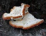 Fomitopsis spraguei image