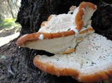 Fomitopsis spraguei image