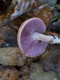 Laccaria ochropurpurea image