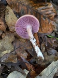 Laccaria ochropurpurea image