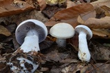 Cortinarius alboviolaceus image