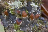 Peltigera praetextata image