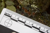 Peltigera praetextata image