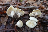 Tricholoma resplendens image