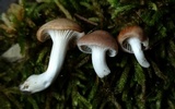 Image of Cuphophyllus recurvatus