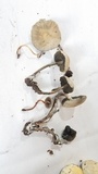 Panaeolus cyanescens image