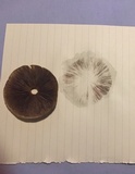 Hypholoma capnoides image