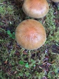 Hypholoma capnoides image