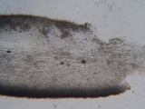 Hygrophorus eburneus image