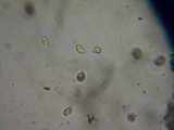 Hygrophorus eburneus image
