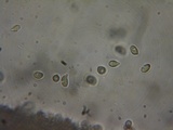 Hygrophorus eburneus image