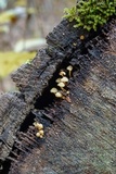 Hypholoma subviride image