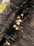 Hypholoma subviride image