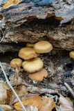 Psathyrella piluliformis image