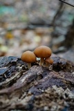 Psathyrella piluliformis image