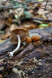 Psathyrella piluliformis image