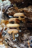 Psathyrella piluliformis image