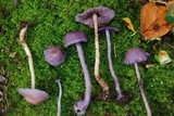 Laccaria gomezii image