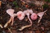 Hygrocybe laeta var. laeta image
