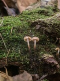Xeromphalina cauticinalis image