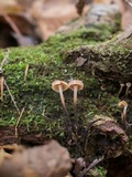 Xeromphalina cauticinalis image