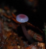 Hygrocybe laeta var. laeta image