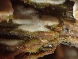 Peniophorella pubera image