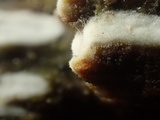 Peniophorella pubera image